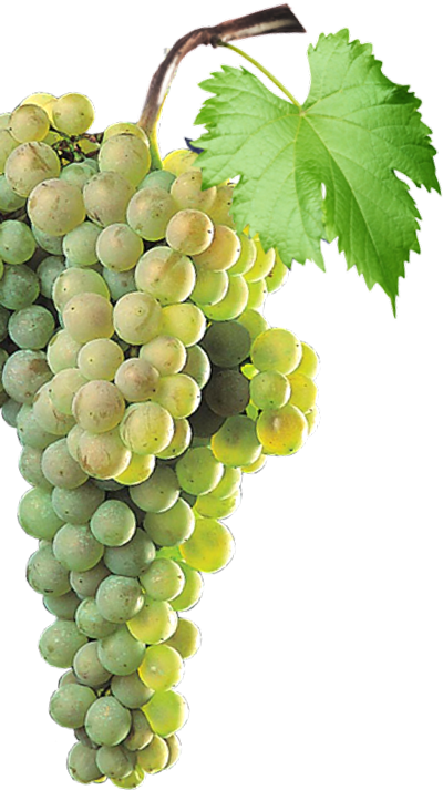 Uvas | Bodegas Barbadillo