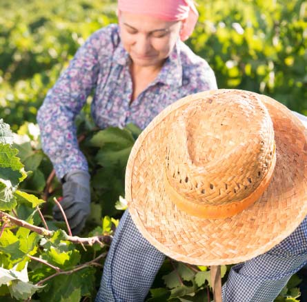 Saber Hacer | Bodegas Barbadillo