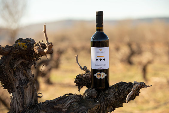 Región & Vinos | Bodegas Vega Real Región & Vinos | Bodegas Vega Real