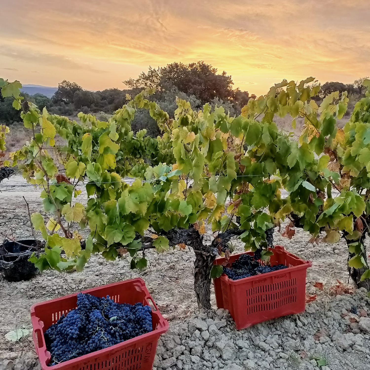 Bodega Pirineos termina su vendimia con 3 millones de kilos de uva de gran calidad