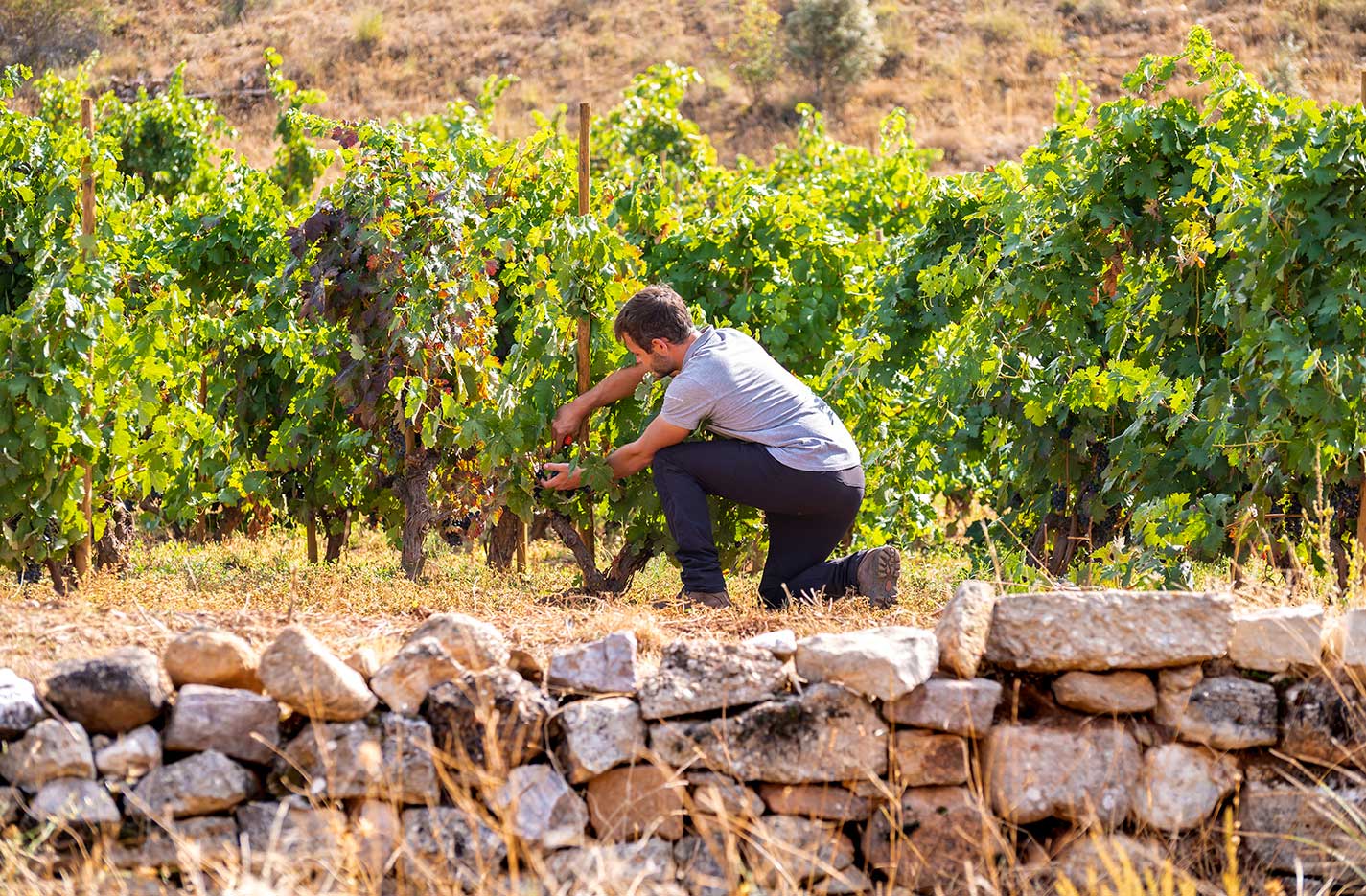 El proyecto de I+D LowpHWine avanza en el desarrollo de soluciones para evitar la pérdida de acidez en los vinos