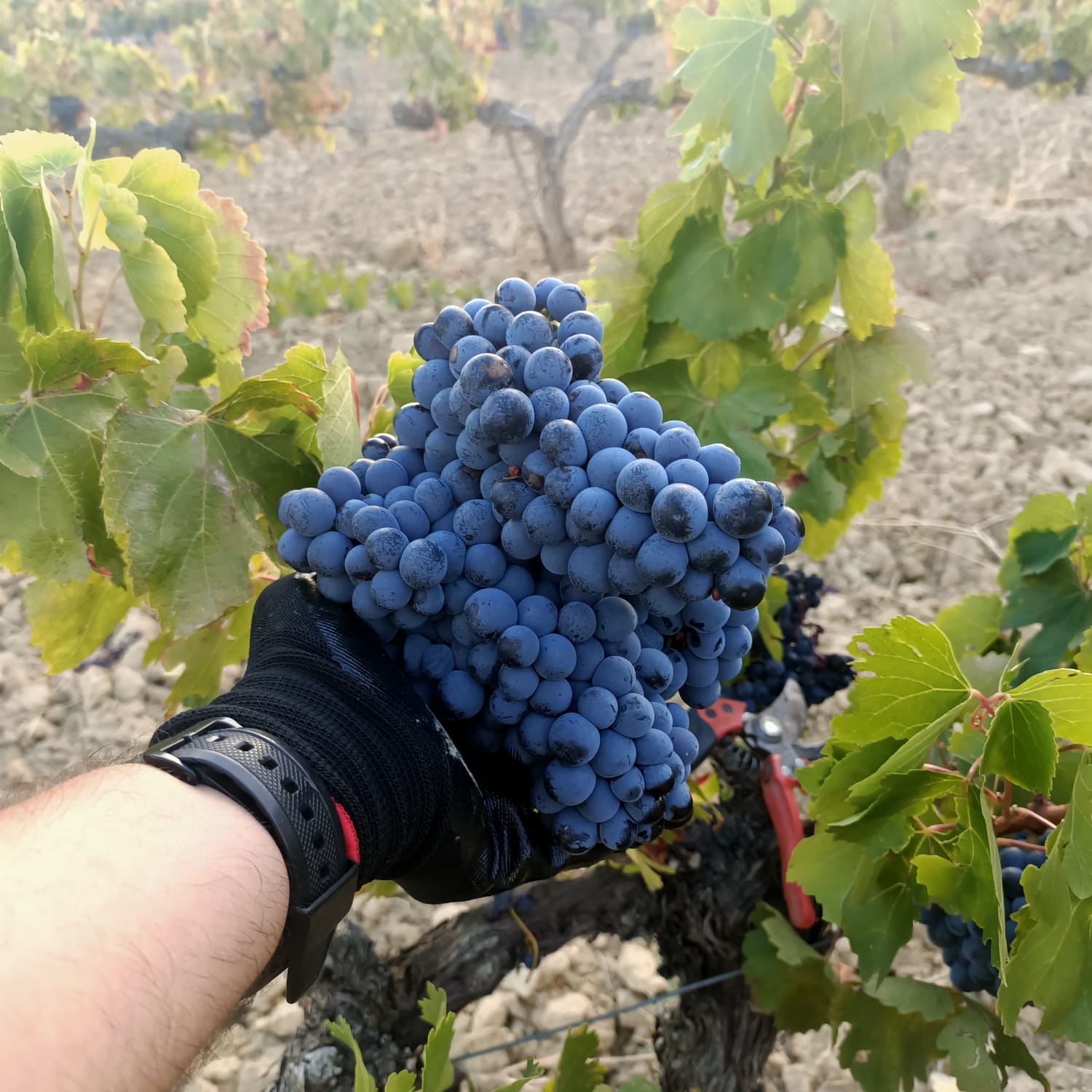 Pirineos Winery concludes its 30th harvest with 3.5 million kilograms of high-quality grapes